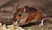 24 Hour & Emergency Exterminators in Berrien Springs, MI